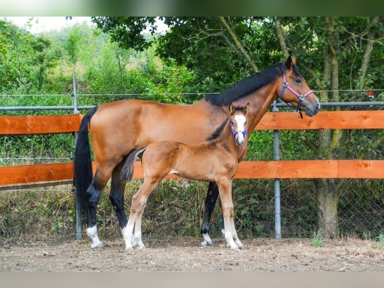 KWPN Mare 20 years 16.2 hh Brown in Nistelrode