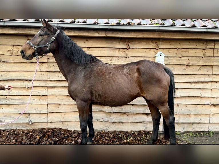 KWPN Mare 20 years 17 hh Brown in Barneveld