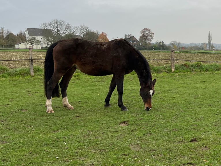 KWPN Mare 21 years 15,3 hh Bay-Dark in Kranenburg