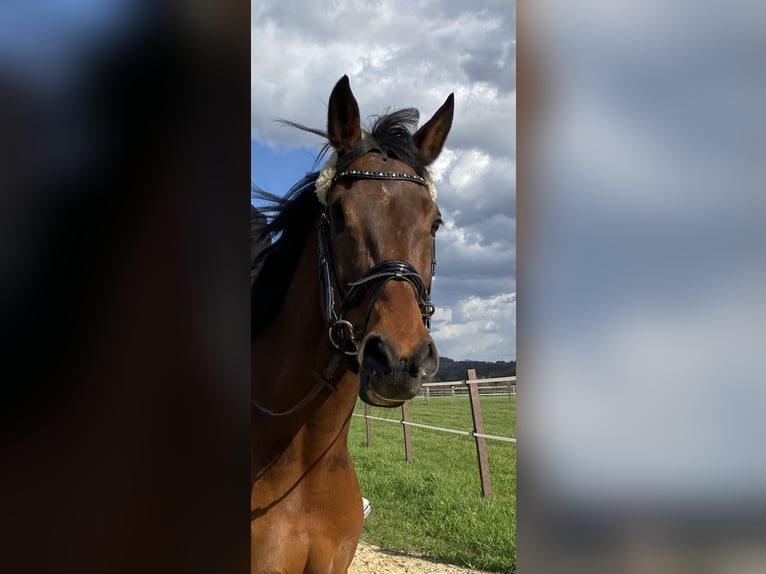 KWPN Mare 21 years 16 hh Brown in Kaarst