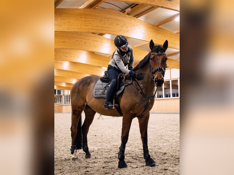 KWPN Mare 21 years 16 hh Brown in Neuss