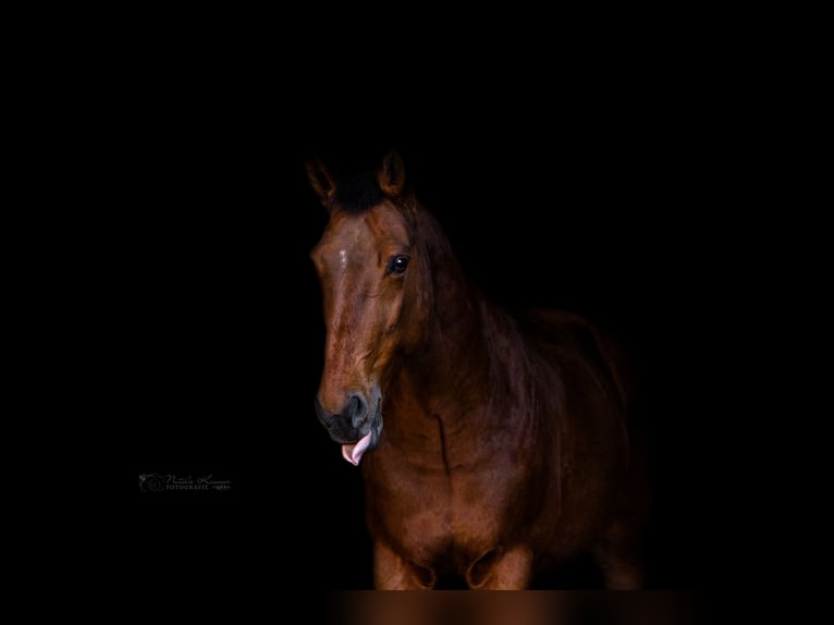 KWPN Mare 21 years 16 hh Brown in Neuss