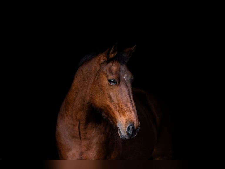 KWPN Mare 21 years 16 hh Brown in Neuss