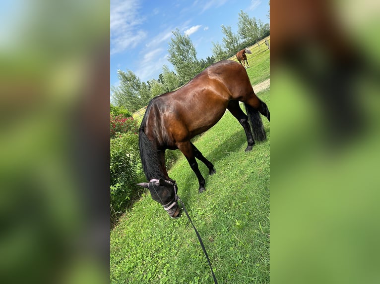 KWPN Mare 21 years 16 hh Brown in Milano