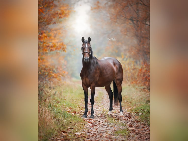 KWPN Mare 21 years 16,3 hh Brown in Ommen