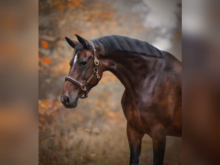 KWPN Mare 21 years 16,3 hh Brown in Ommen