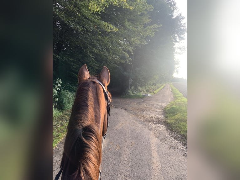 KWPN Mix Mare 22 years 16 hh Chestnut in Homburg