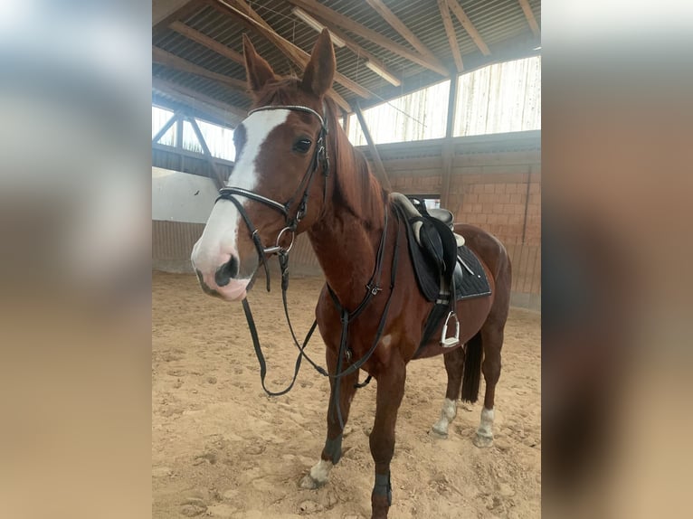 KWPN Mix Mare 22 years 16 hh Chestnut in Homburg