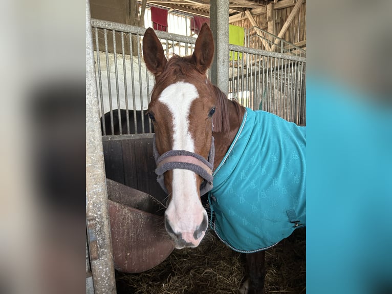 KWPN Mix Mare 22 years 16 hh Chestnut in Homburg