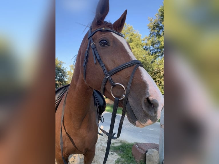 KWPN Mix Mare 22 years 16 hh Chestnut in Homburg