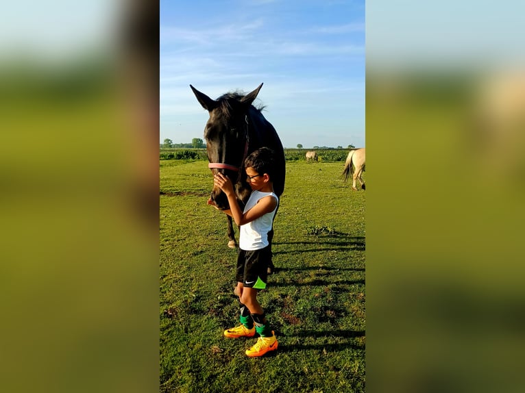 KWPN Mare 23 years 16.1 hh Brown in Bleskensgraaf ca