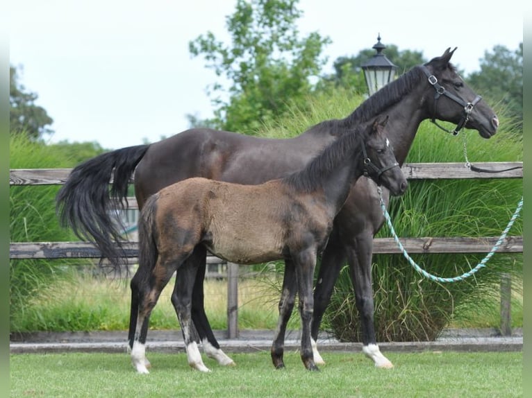 KWPN Mare 23 years 16 hh Black in Lunteren