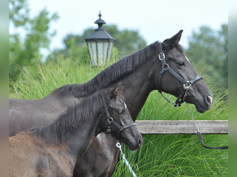 KWPN Mare 23 years 16 hh Black in Lunteren