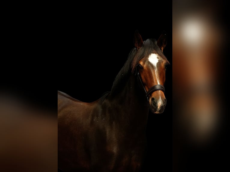 KWPN Mare 2 years 14.2 hh Bay-Dark in Woerden