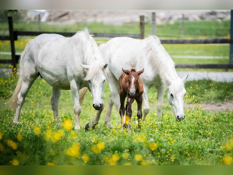 KWPN Mare 2 years 14.3 hh Grey in Scheffau am Wilden Kaiser