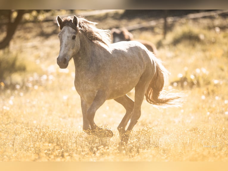 KWPN Mare 2 years 14.3 hh Grey in Scheffau am Wilden Kaiser