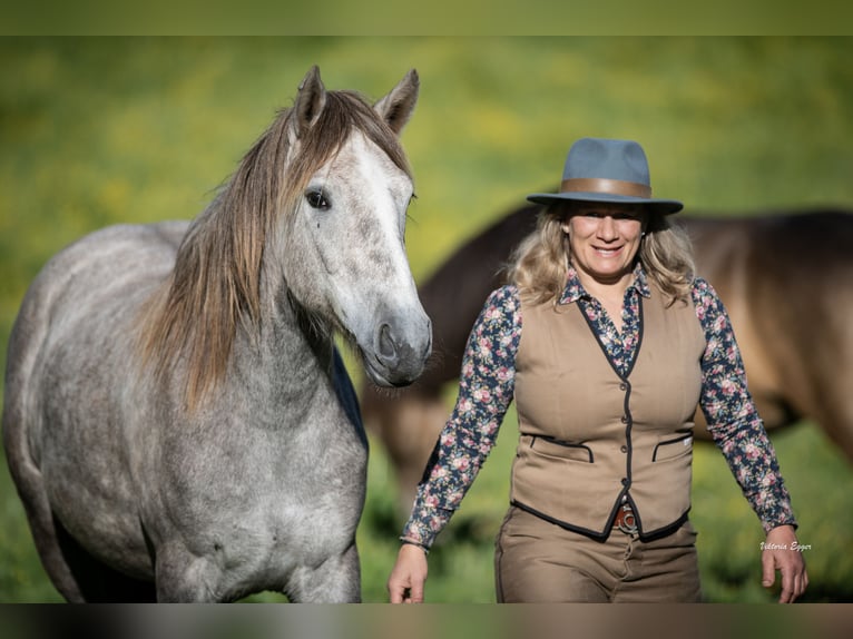 KWPN Mare 2 years 14.3 hh Grey in Scheffau am Wilden Kaiser