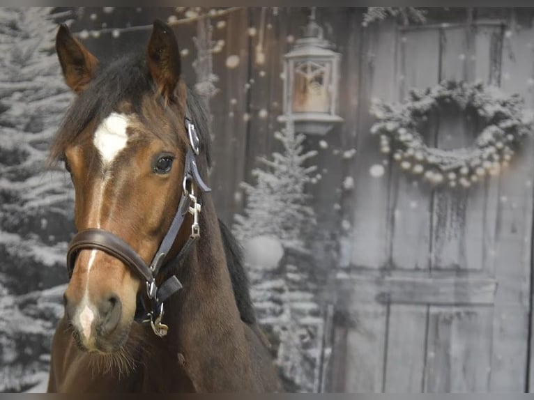 KWPN Mare 2 years 14,2 hh Bay-Dark in Woerden