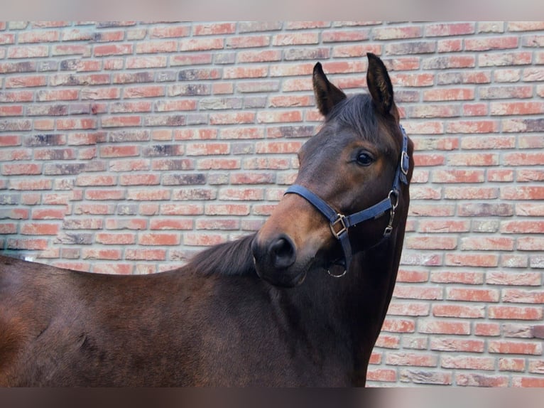 KWPN Mare 2 years 14,2 hh Brown in Elsloo