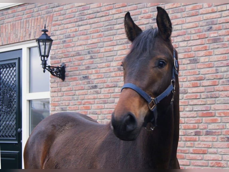 KWPN Mare 2 years 14,2 hh Brown in Elsloo