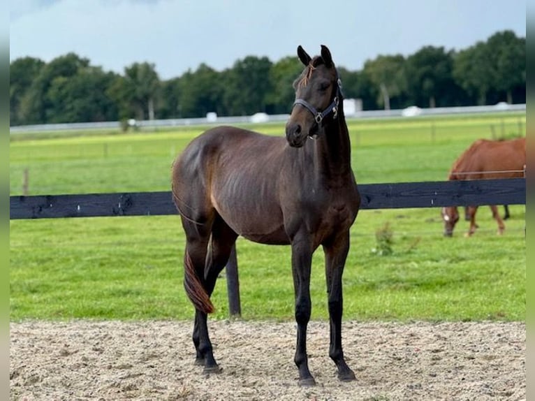KWPN Mare 2 years 14,3 hh Smoky-Black in Putten