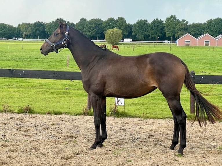 KWPN Mare 2 years 14,3 hh Smoky-Black in Putten