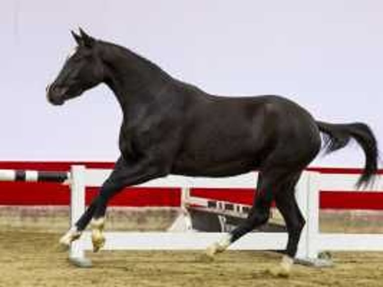 KWPN Mare 2 years 15,1 hh Bay-Dark in Waddinxveen