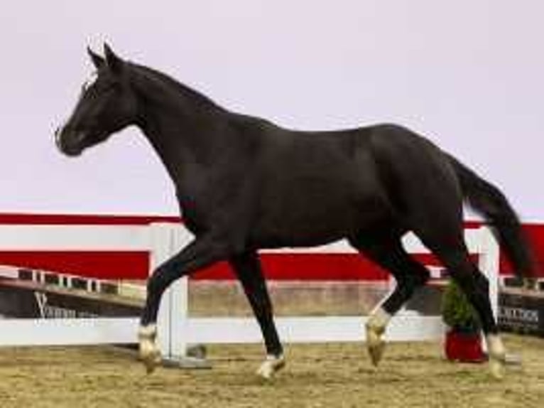 KWPN Mare 2 years 15,1 hh Bay-Dark in Waddinxveen