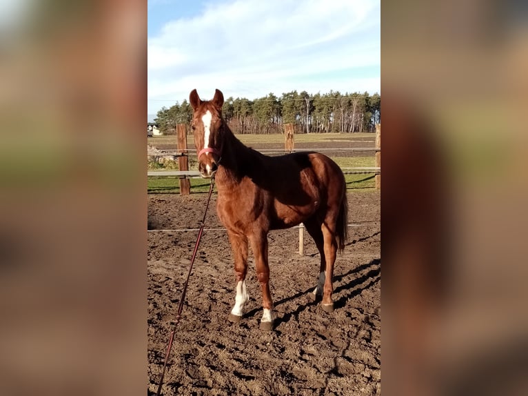 KWPN Mare 2 years 15,1 hh Chestnut-Red in Pakosław