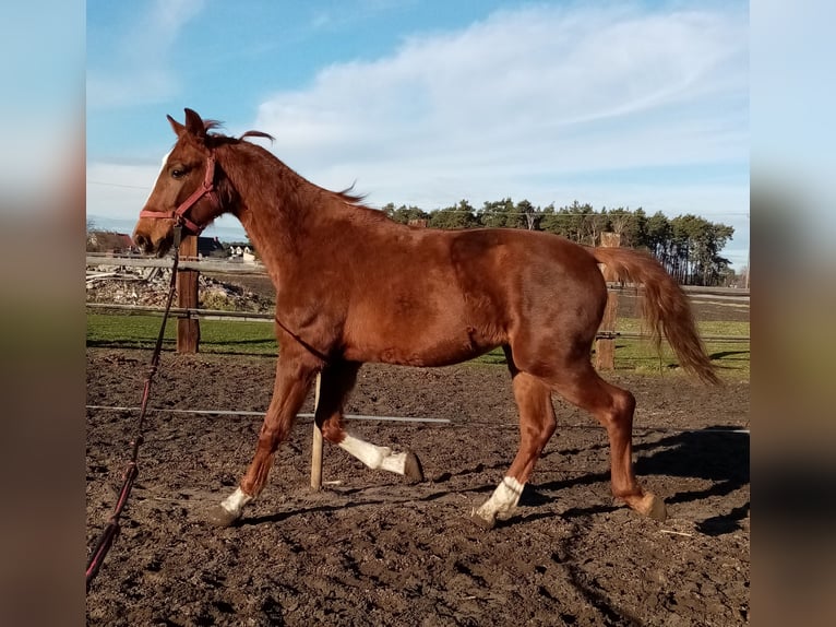 KWPN Mare 2 years 15,1 hh Chestnut-Red in Pakosław