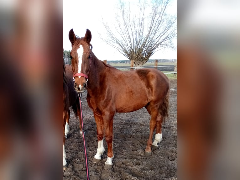 KWPN Mare 2 years 15,1 hh Chestnut-Red in Pakosław