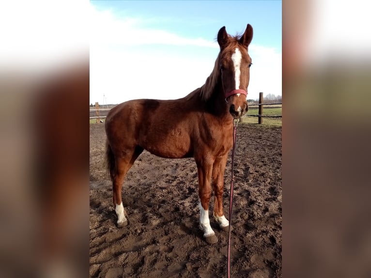 KWPN Mare 2 years 15,1 hh Chestnut-Red in Pakosław