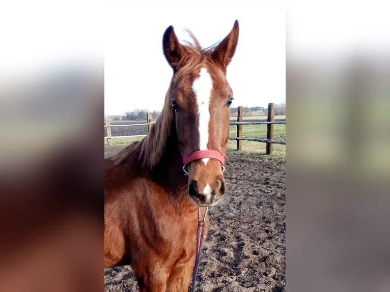 KWPN Mare 2 years 15,1 hh Chestnut-Red in Pakosław