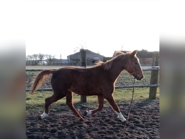 KWPN Mare 2 years 15,1 hh Chestnut-Red in Pakosław