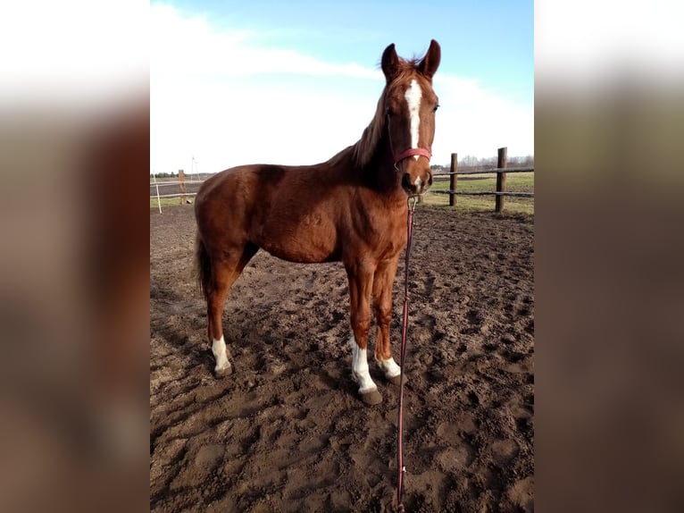 KWPN Mare 2 years 15,1 hh Chestnut-Red in Pakosław