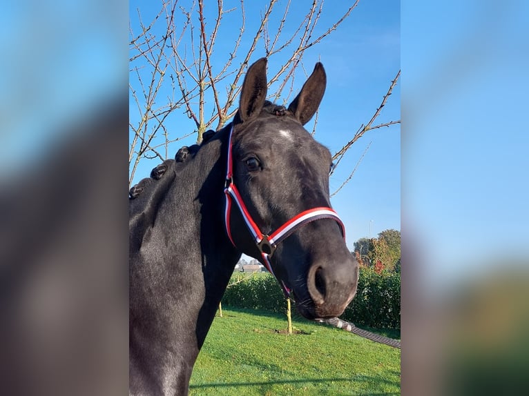 KWPN Mare 2 years 15,2 hh Black in Hengelo (Gld)