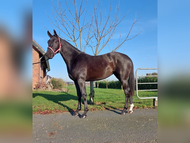 KWPN Mare 2 years 15,2 hh Black in Hengelo (Gld)