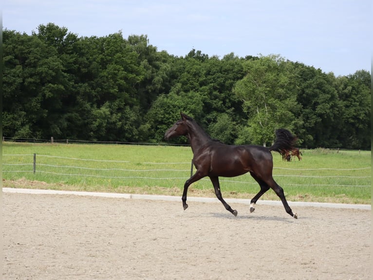 KWPN Mare 2 years 15.2 hh Black in Putten