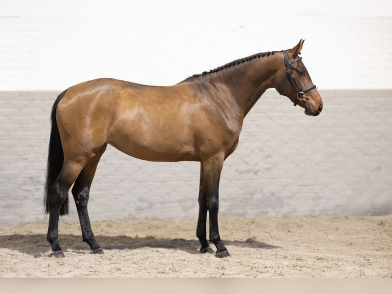 KWPN Mare 2 years 15,2 hh Brown in Heerde