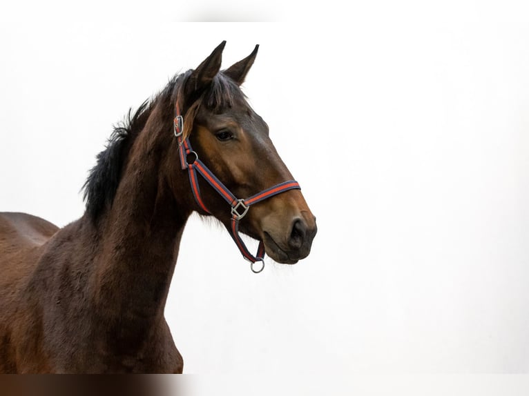 KWPN Mare 2 years 15,2 hh Brown in Waddinxveen