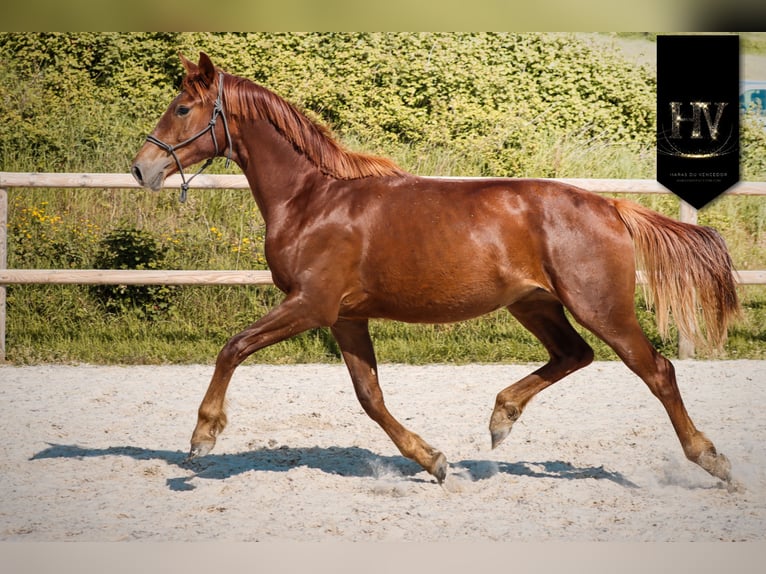 KWPN Mare 2 years 15.2 hh Chestnut in Grury