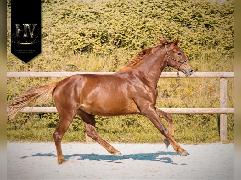 KWPN Mare 2 years 15.2 hh Chestnut in Grury