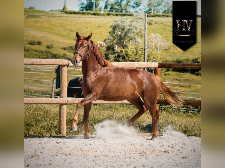 KWPN Mare 2 years 15.2 hh Chestnut in Grury