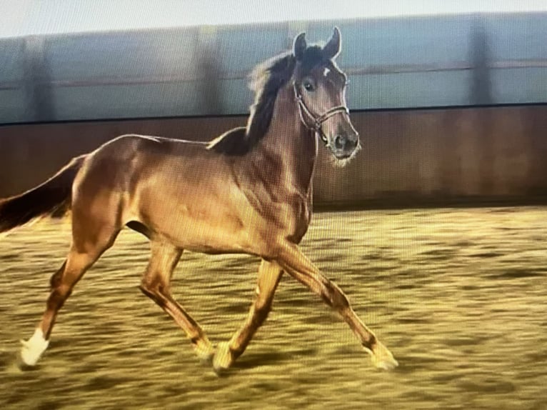 KWPN Mare 2 years 15,2 hh Chestnut in Inman, SC