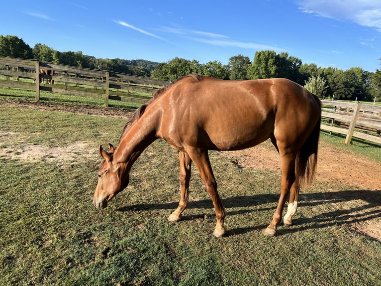 KWPN Mare 2 years 15,2 hh Chestnut in Inman, SC