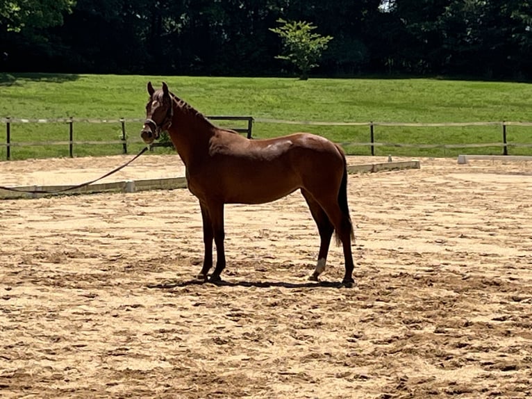 KWPN Mare 2 years 15,2 hh Chestnut in Inman, SC