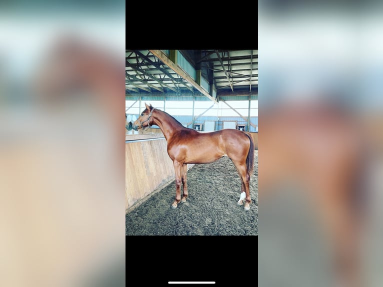 KWPN Mare 2 years 15,2 hh Chestnut in Inman, SC