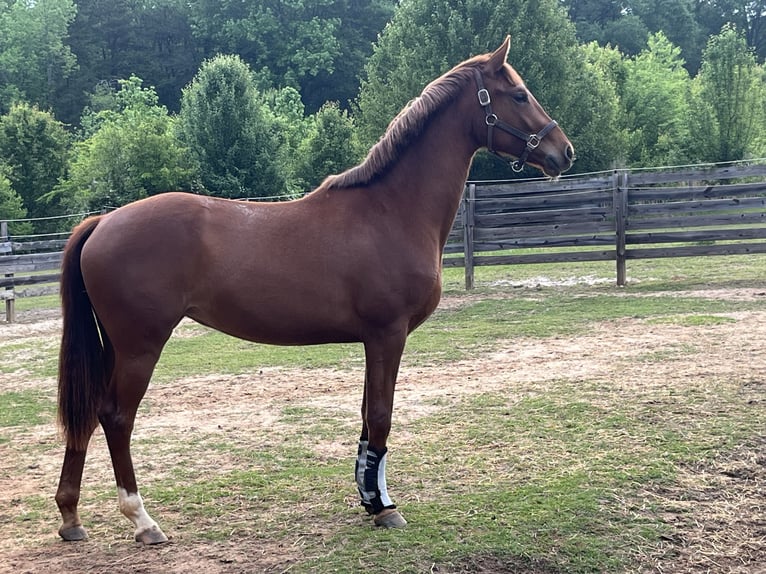 KWPN Mare 2 years 15,2 hh Chestnut in Inman, SC