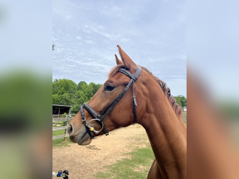 KWPN Mare 2 years 15,2 hh Chestnut in Inman, SC