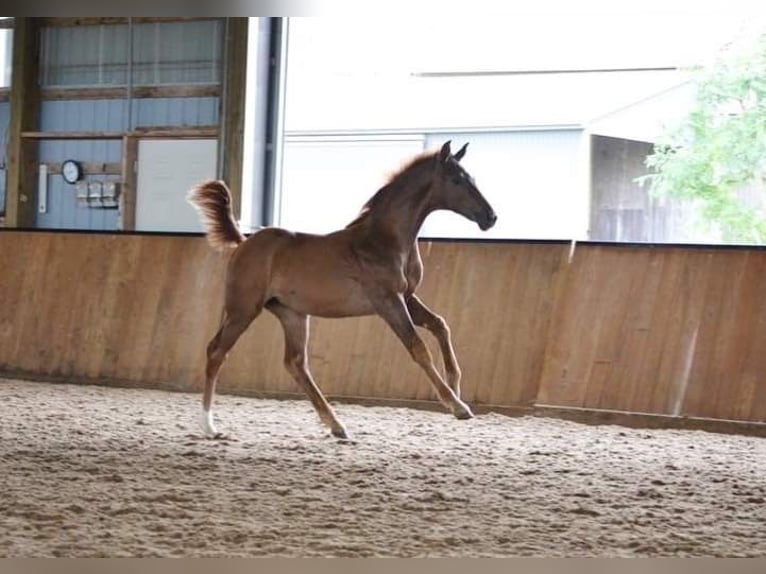 KWPN Mare 2 years 15,2 hh Chestnut in Inman, SC